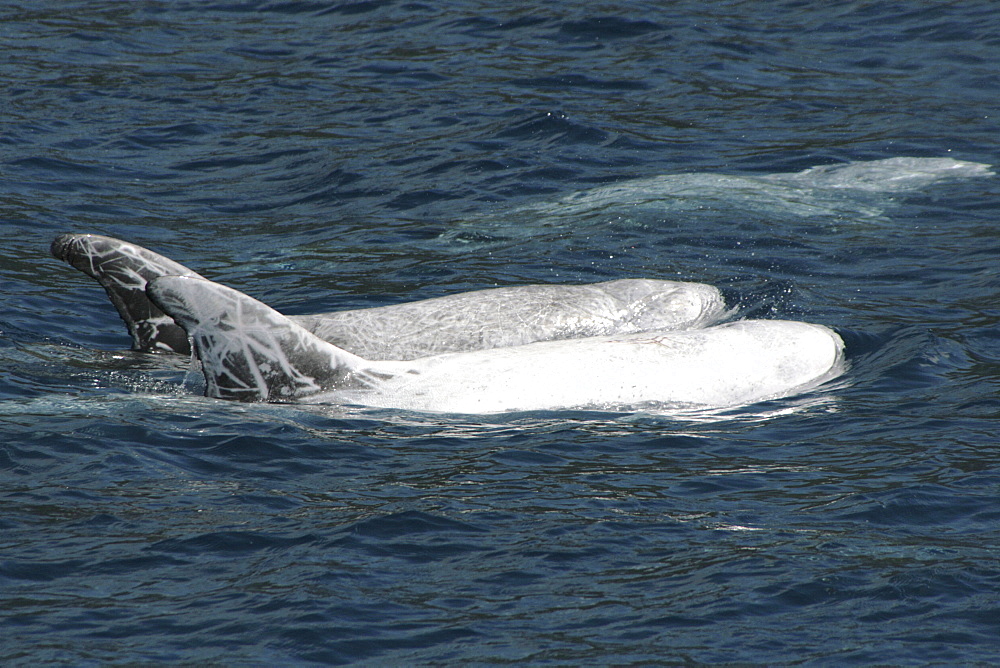 Pair of Risso's Dolphin at the surface showing typical scarring. Azores, North Atlantic