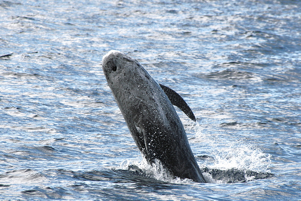 Risso's Dolphin breaching at the surface. Azores, North Atlantic