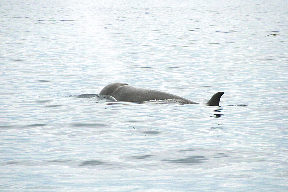 Northern Bottlenose whale swimming off the Azores Islands