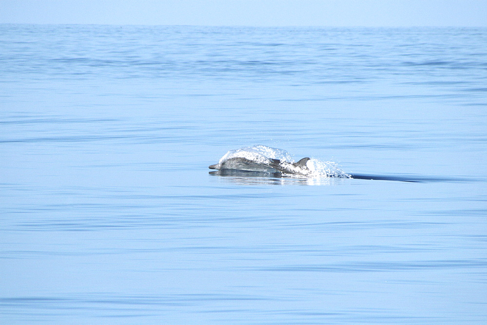 Blainville's beaked whale racing along the surface