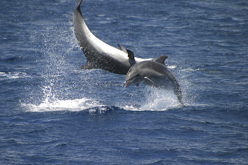 Bottlenose Dolphin, Tursiops truncatus, pair performing acrobatics together at the surface in the Azores   (RR)