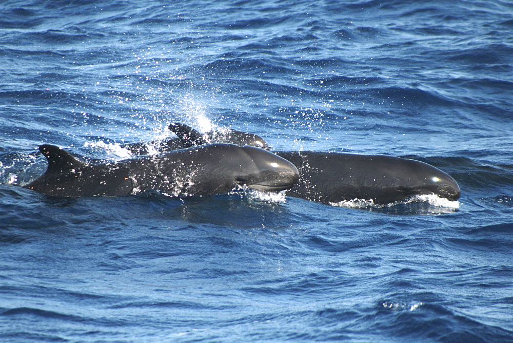 Pair of False Killer Whales at the surface