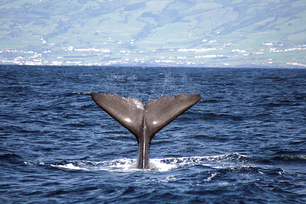 Sperm Whale Throws fluke high into the air water flying off the edges. Azores, North Atlantic