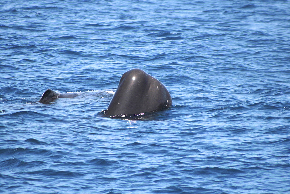 Sperm Whale Head Out. Azores, North Atlantic