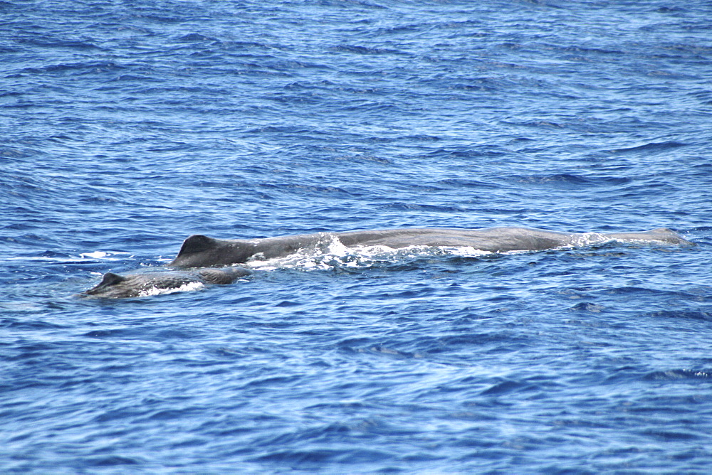 Sperm Whale Mother and Calf - calf in suckling position - shows the size difference between adult and calf. Azores, North Atlantic