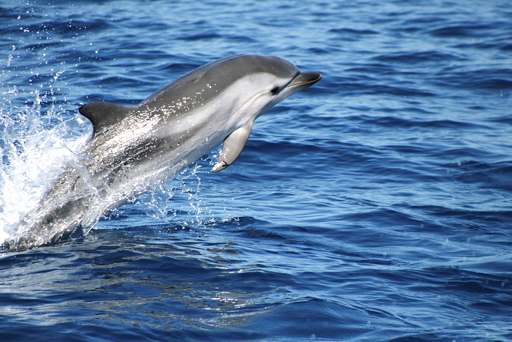 Striped Dolphin Leaping. Azores, North Atlantic