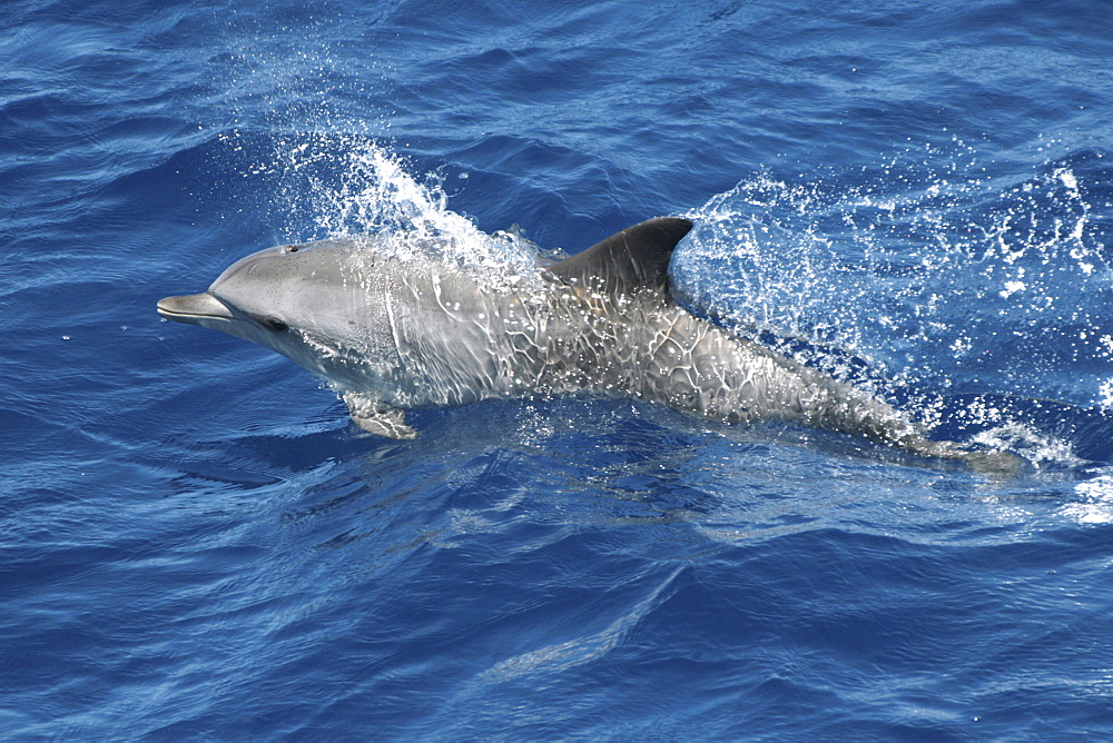 Spotted Dolphin shooting out of a wave. Azores, North Atlantic