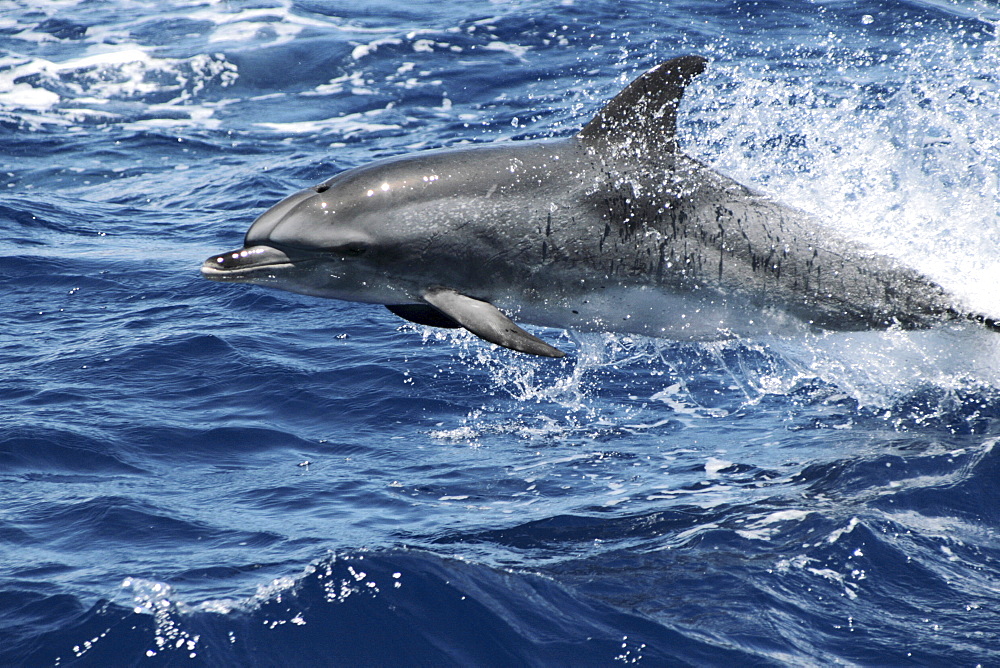 Leaping Spotted Dolphin. Azores, North Atlantic
