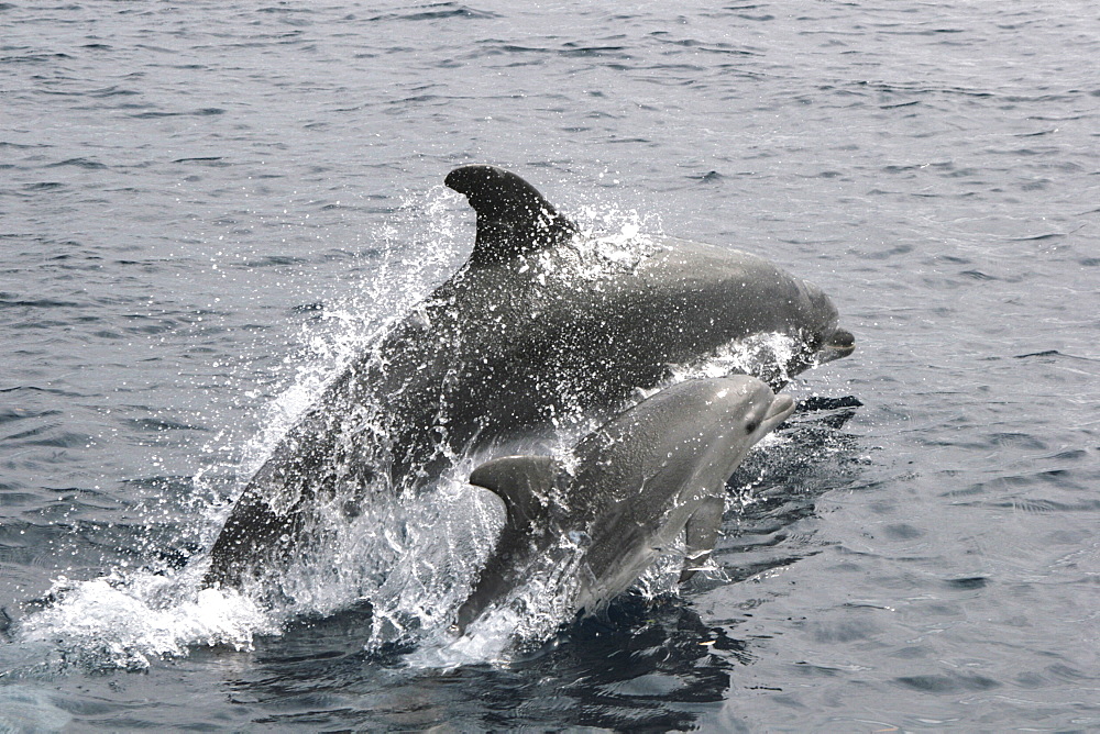 Bottlenose Dolphin, Tursiops truncatus, mother and calf pair leaping at the surface in the Azores   (RR)