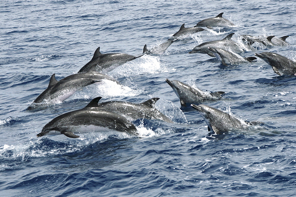 Spotted Dolphin on the move. Azores, North Atlantic