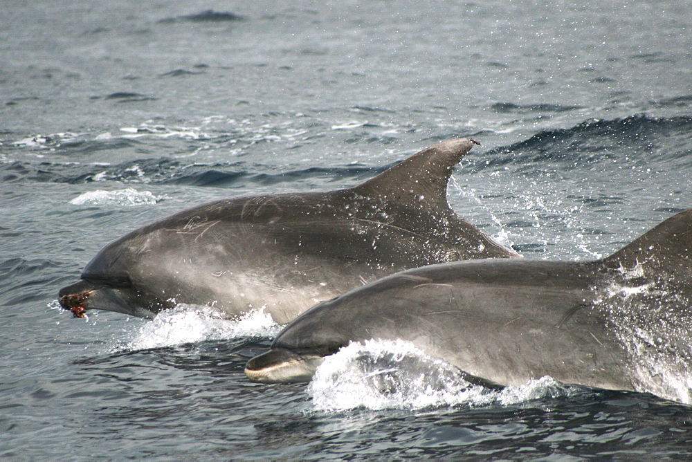 Pair of bottlenose dolphin swimming at the surface. One has something in its mouth.