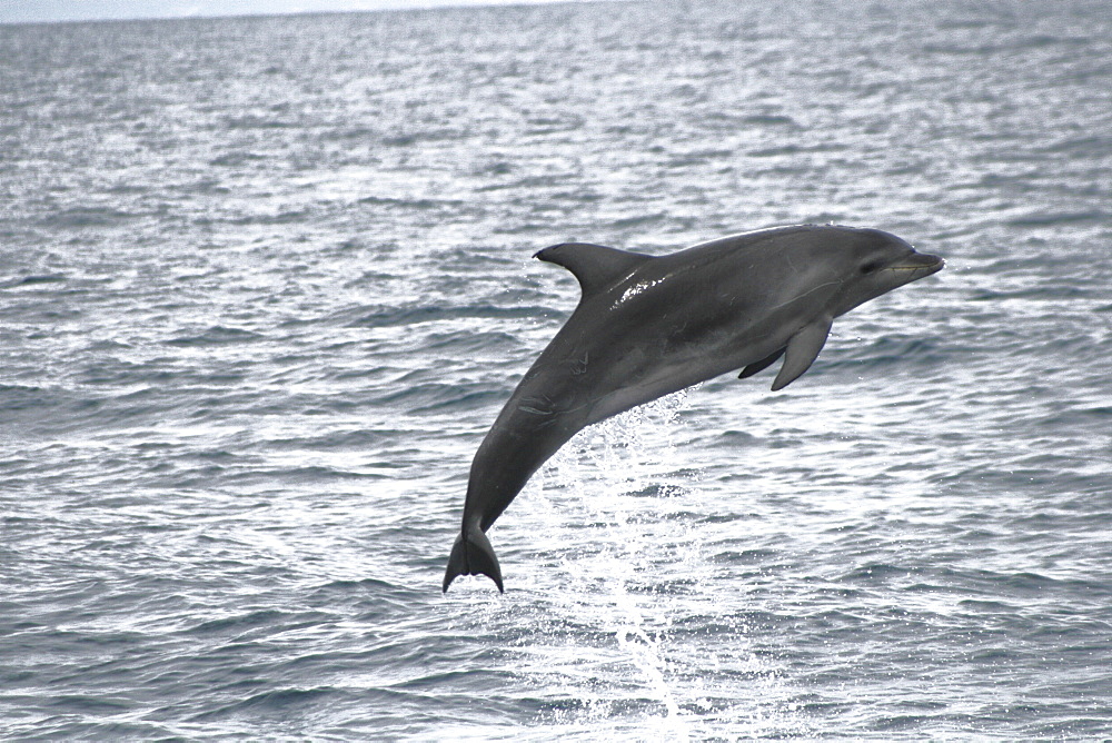 Bottlenose dolphin leaping clear of the water