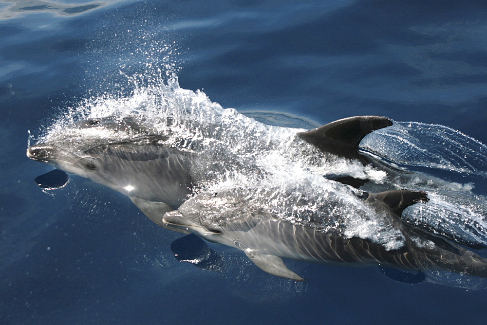 Two dolphins. Azores, North Atlantic