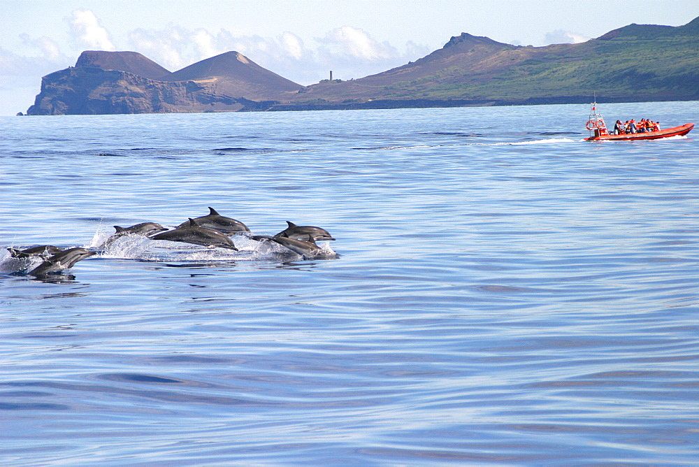 Striped dolphins surfacing near tourist boat (Stenella coeruleoalba) Azores, Atlantic Ocean   (RR)