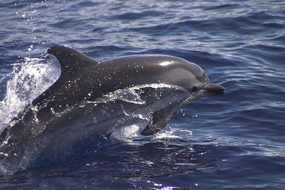 Striped Dolphin, Stenella coeruleoalba, leaping off the Azores Islands   (RR)