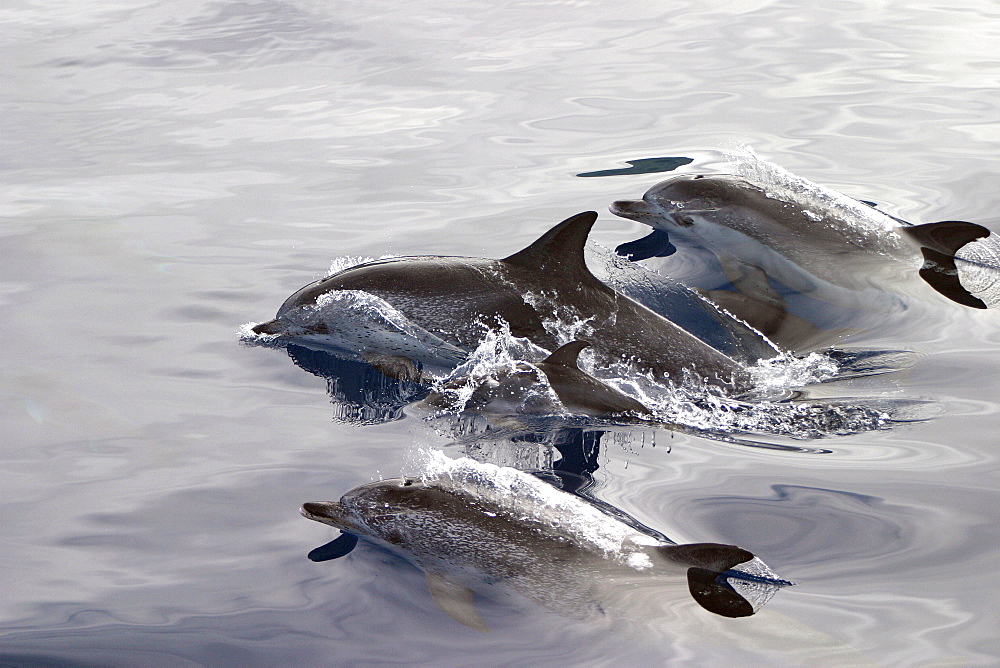 Group of Atlantic spotted dolphins surfacing (Stenella frontalis) Azores, Portugal   (RR)