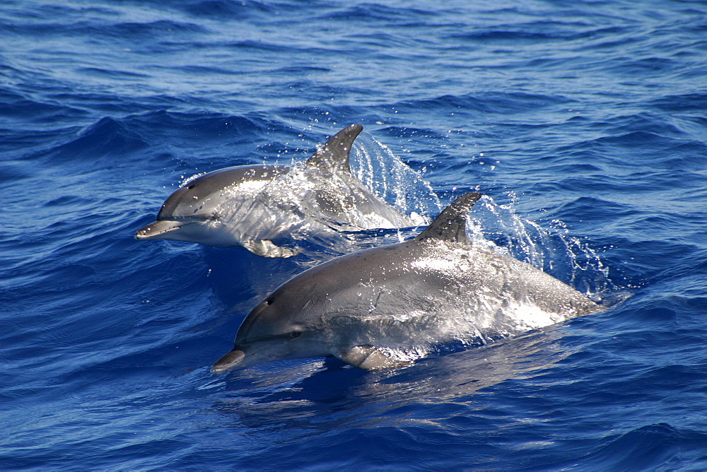 Two Atlantic spotted dolphins surfacing (Stenella frontalis) Azores, Portugal   (RR)