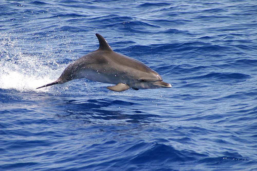 Atlantic spotted dolphin surfacing (Stenella frontalis) Azores, Portugal   (RR)