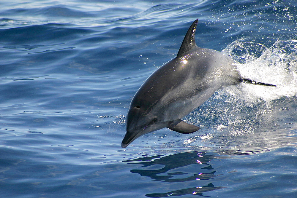 Atlantic spotted dolphin porpoising (Stenella frontalis) Azores, Atlantic Ocean   (RR)