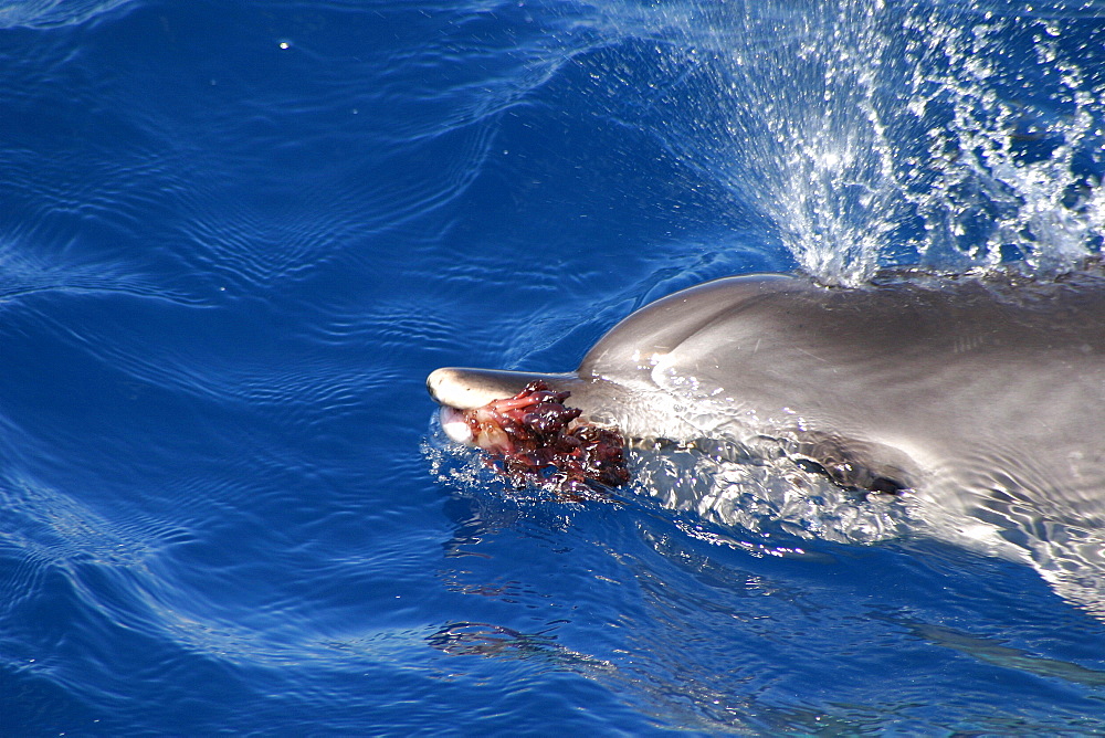 Atlantic spotted dolphin at play with seaweed frond in mouth (Stenella frontalis) Azores, Atlantic Ocean   (RR)