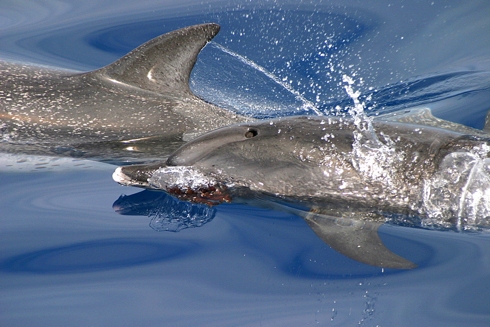 Atlantic spotted dolphins surfacing (Stenella frontalis) one at play with seaweed frond in mouth Azores, Atlantic Ocean   (RR)