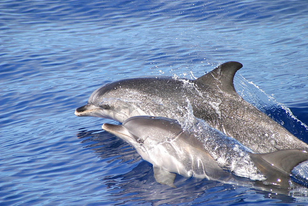 Atlantic spotted dolphins surfacing (Stenella frontalis) Azores, Atlantic Ocean   (RR)