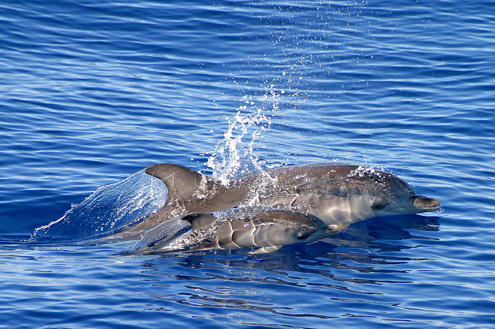 Atlantic spotted dolphin surfacing with baby (Stenella frontalis) Azores, Atlantic Ocean   (RR)