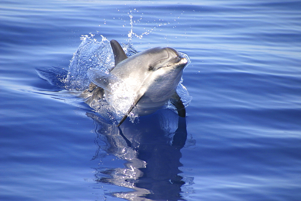 Spotted Dolphin (Stenella frontalis) porpoising at speed. Azores   (RR)