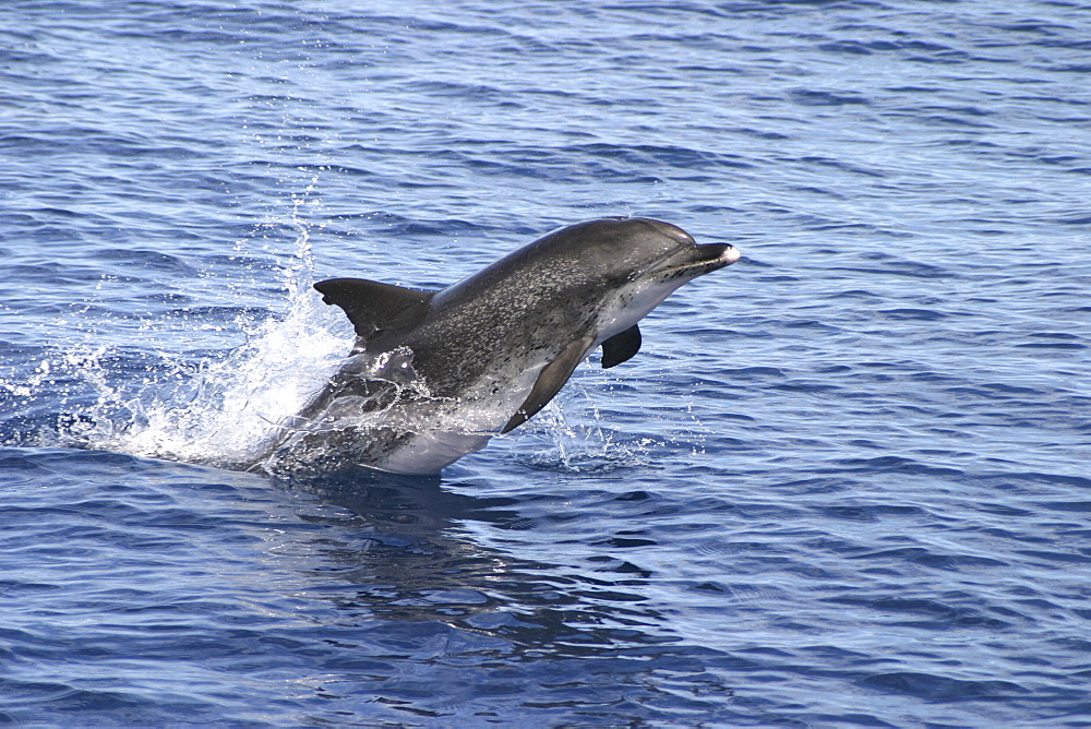 Atlantic Spotted Dolphin, (Stenella frontalis). Azores   (RR)