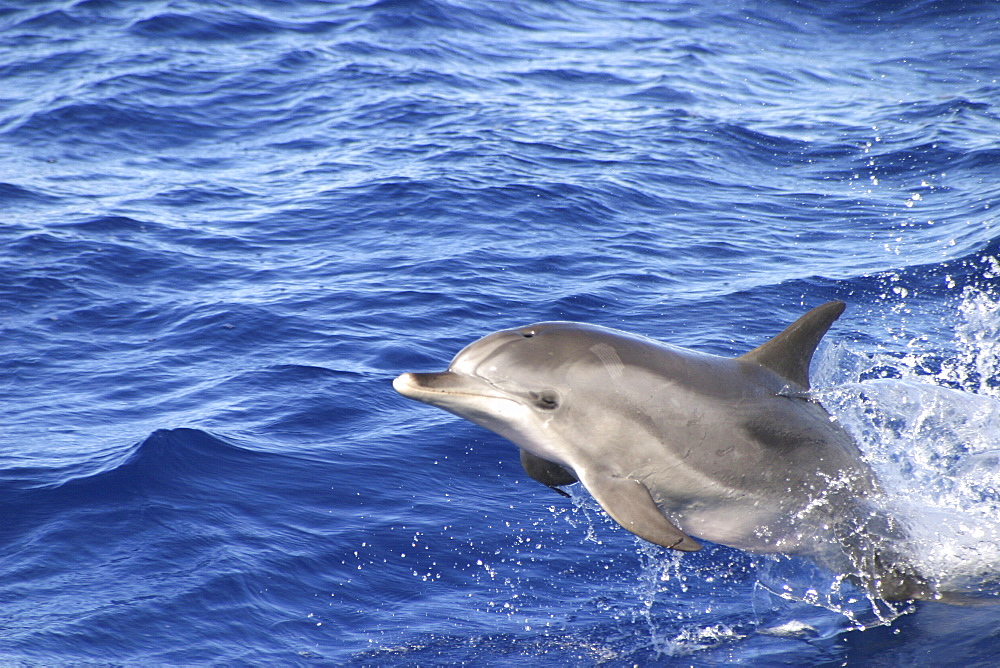 Atlantic Spotted Dolphin, (Stenella frontalis). Azores   (RR)