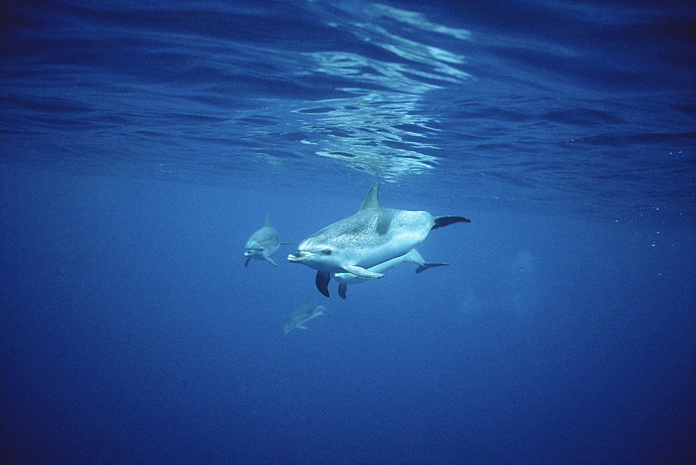 Atlantic Spotted Dolphin (Stenella frontalis) head on underwater. Azores