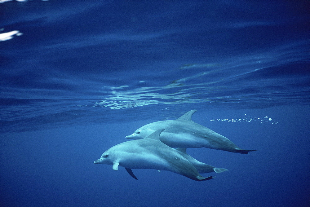 Atlantic Spotted Dolphin (Stenella frontalis) pair underwater. Azores