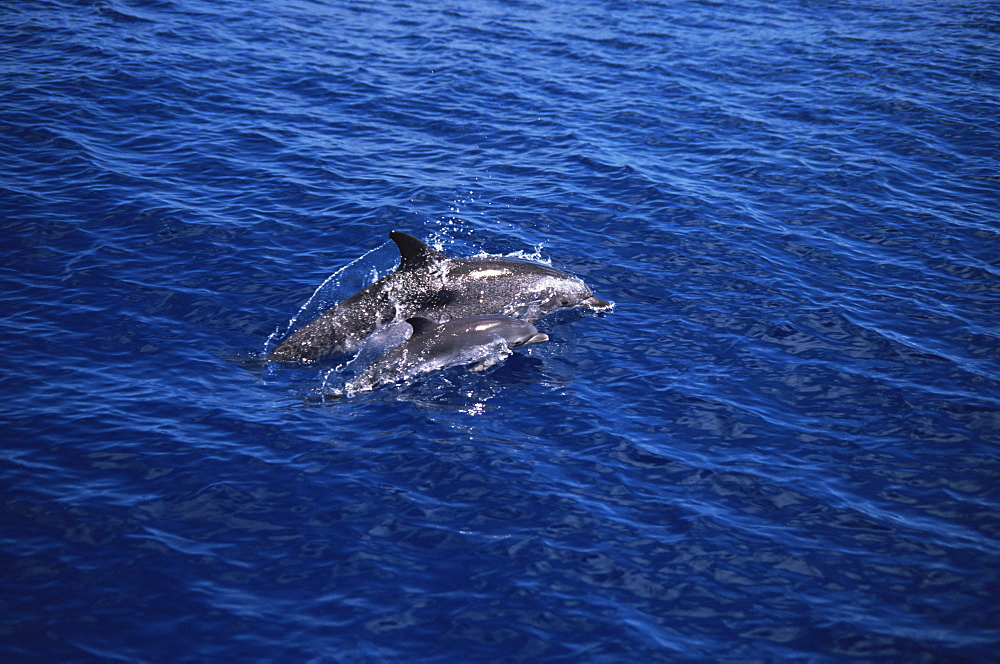 Atlantic Spotted Dolphin (Stenella frontalis) mother and calf. Azores