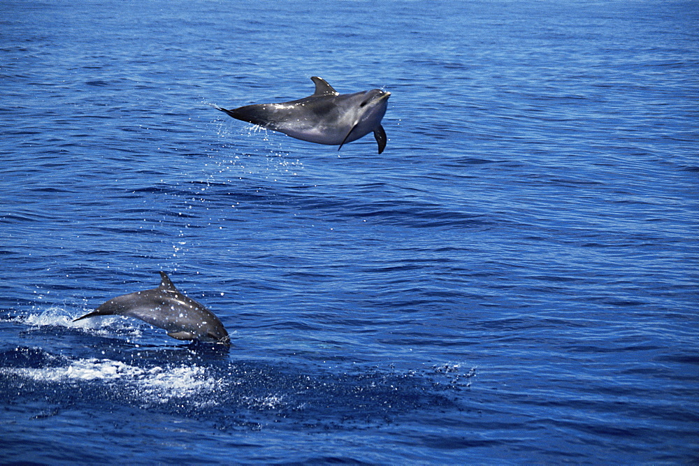 Atlantic Spotted Dolphin (Stenella frontalis) high leap. Azores