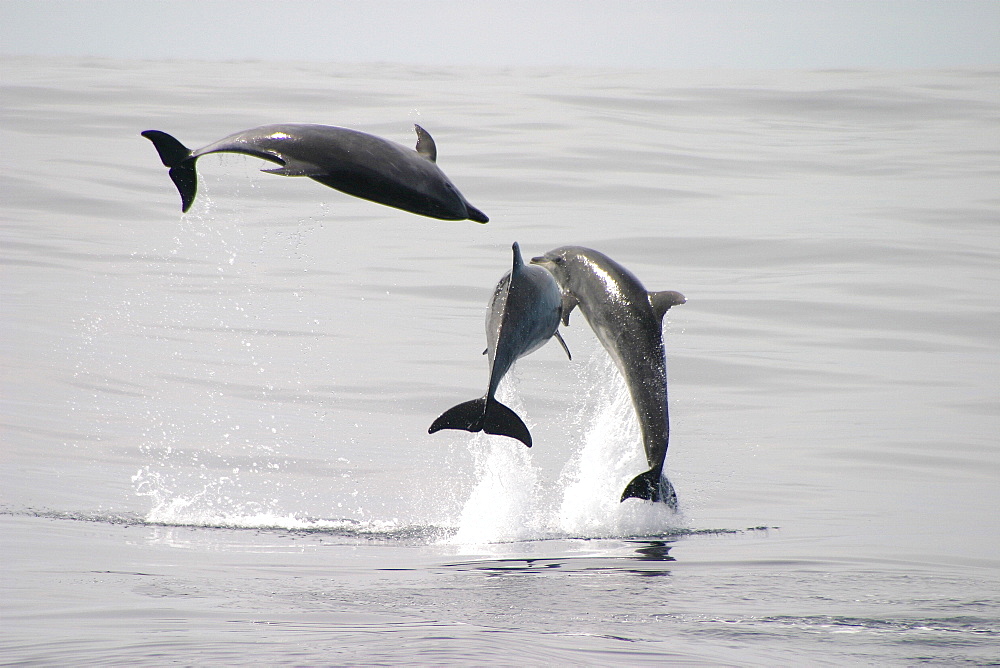 Three Bottlenose dolphins jumping at surface (Tursiops truncatus) Azores, Atlantic Ocean   (RR)