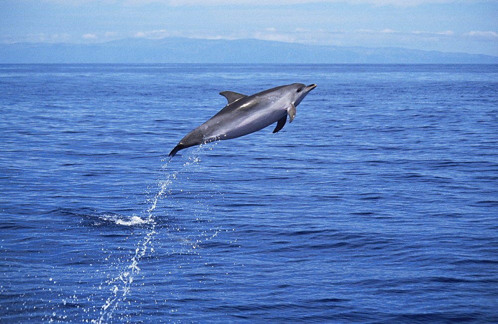 Atlantic Spotted Dolphin (Stenella frontalis) high leap. Azores