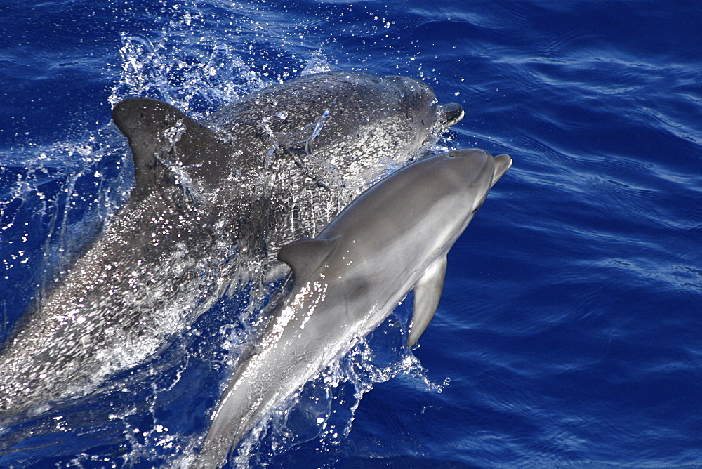 Spotted Dolphin, Stenella frontalis, mother and calf leaping off the Azores Islands   (RR)