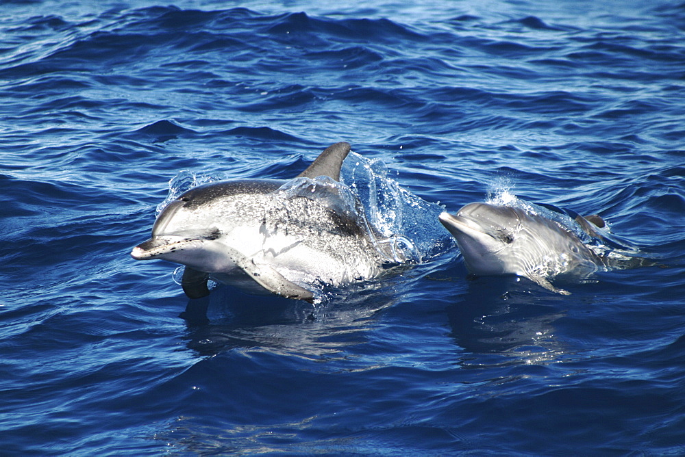 Spotted Dolphin, Stenella frontalis, pair surfacing off the Azores Islands   (RR)