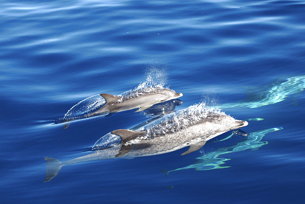 Spotted Dolphin, Stenella frontalis, mother and calf fast swimming at the surface   (RR)