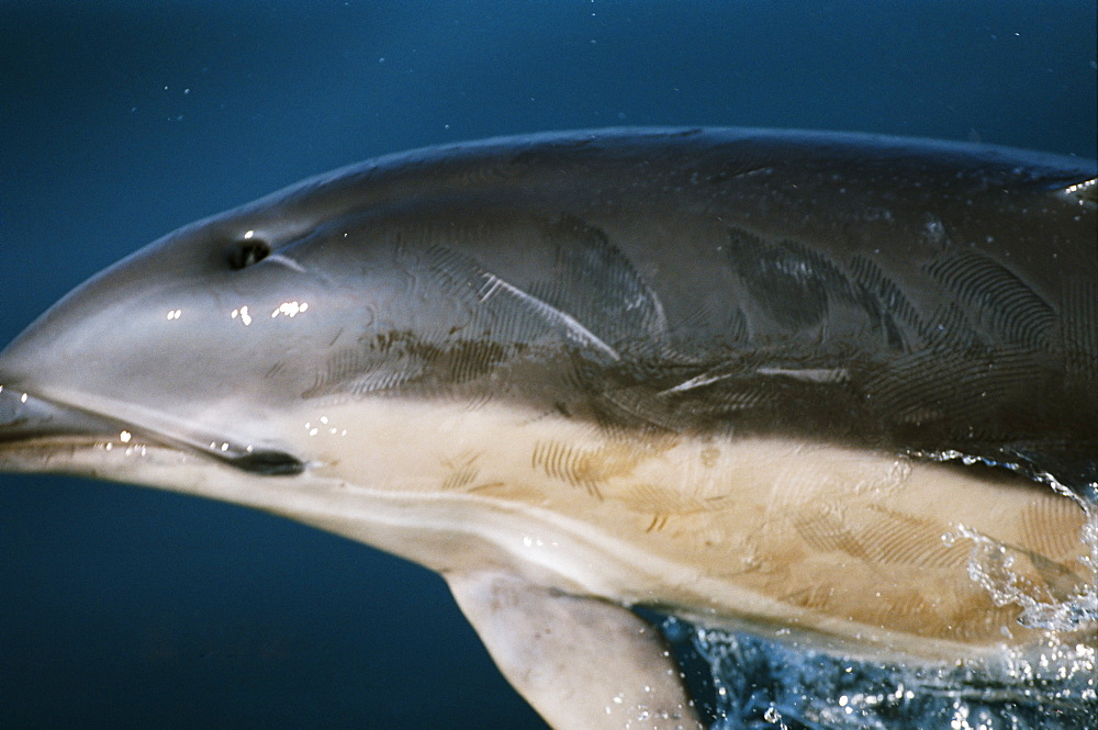 Common dolphin (Delphinus delphis) showing a large number of rake marks on its back inflicted by the teeth of other common dolphins. Hebrides, West coast of Scotland. 