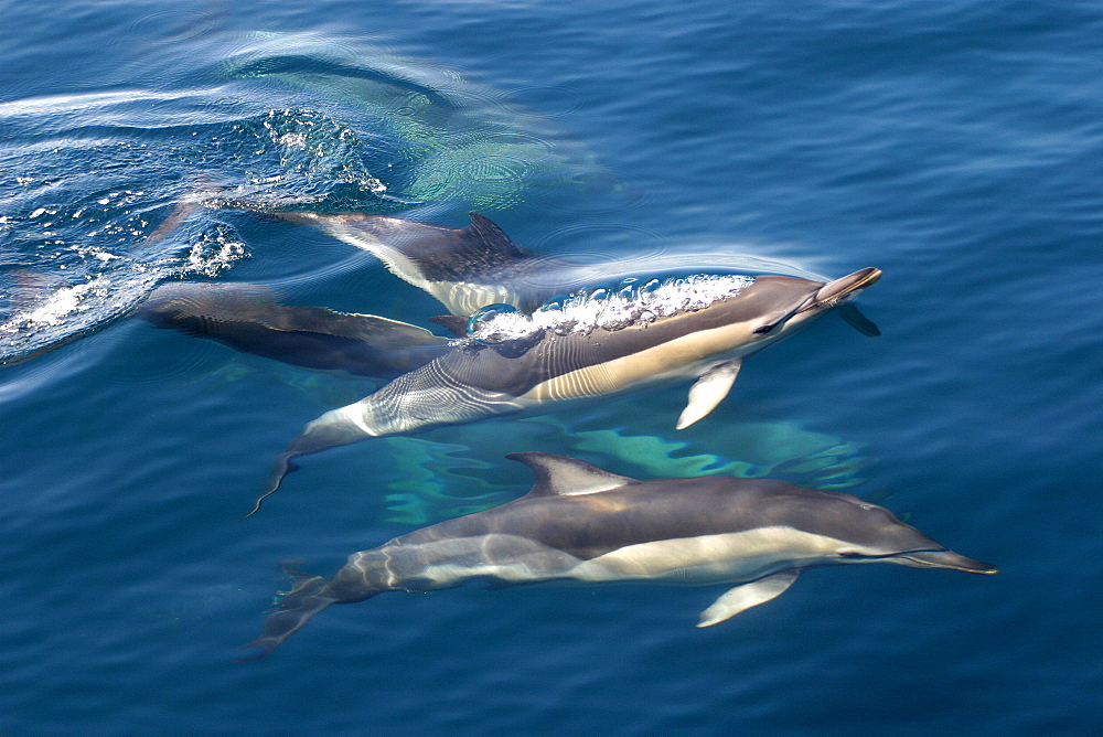 Pod of Common dolphins surfacing (Delphinus delphis) Azores, Atlantic Ocean   (RR)