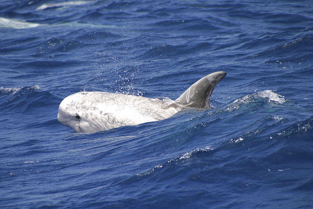 Risso's dolphin, Grampus griseus,  shoots out of a wave in the Azores   (RR)