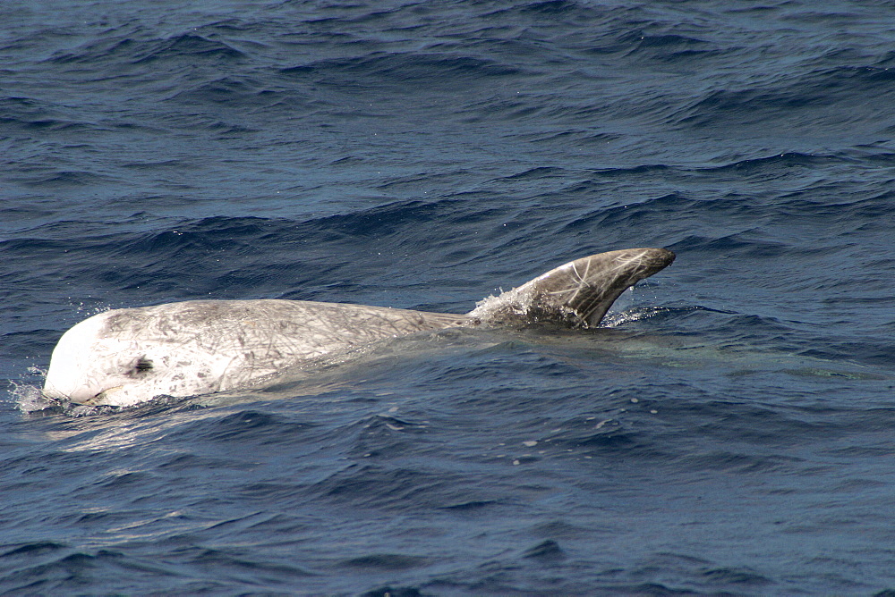 Risso's dolphin surfacing (Grampus griseus) Azores, Atlantic Ocean   (RR)