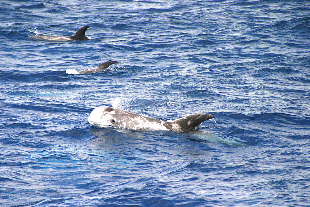 Risso's dolphin surfacing to exhale (Grampus griseus) Azores, Atlantic Ocean   (RR)