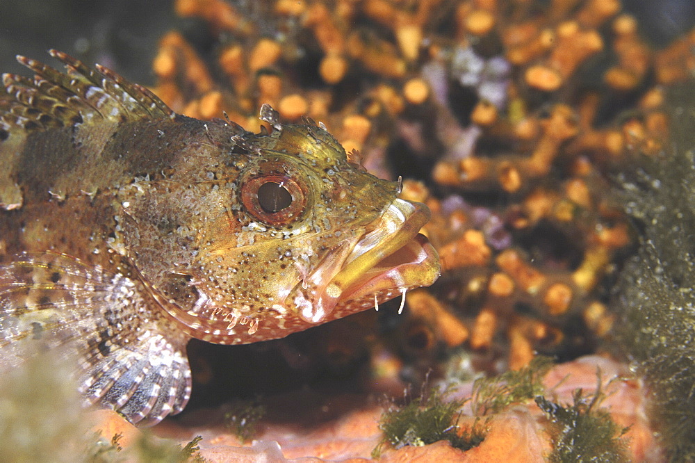 Small Rockfish (Scorpaena notata) resting amidst corals and algae, Gozo, Maltese Islands, Mediterranean