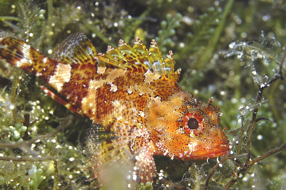 Small Rockfish (Scorpaena notata) resting amidst corals and algae, Gozo, Maltese Islands, Mediterranean