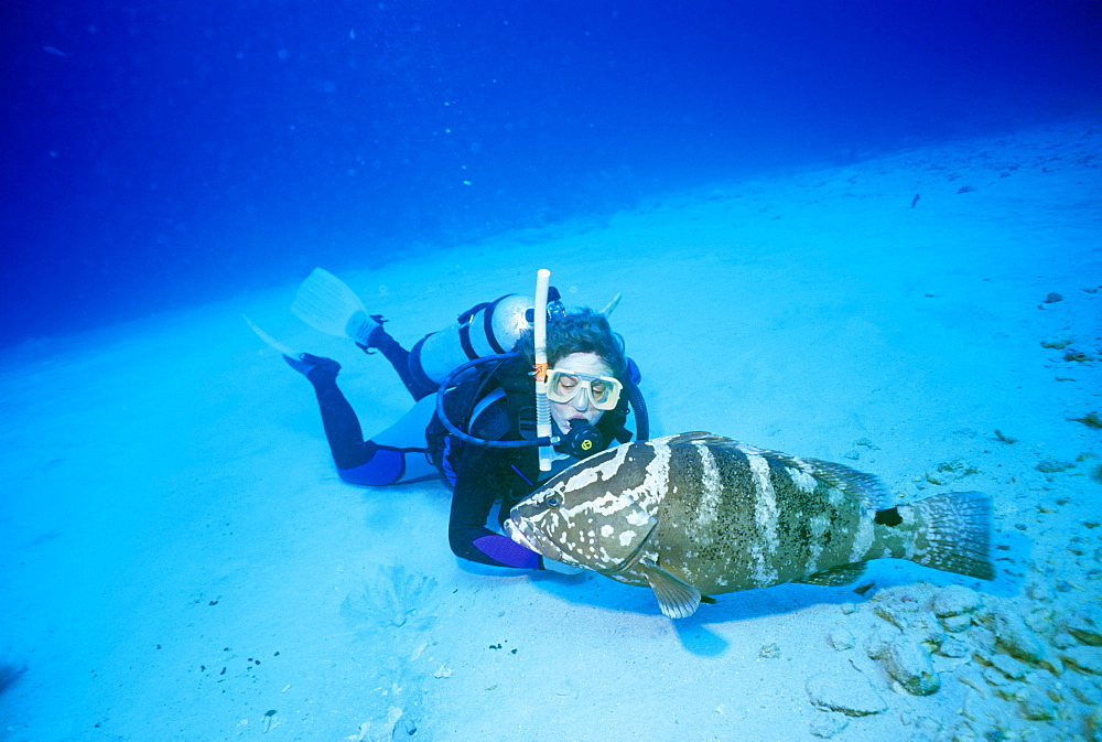 Diver and Nassau grouper (Epinephelus stratus). Atman Islands.