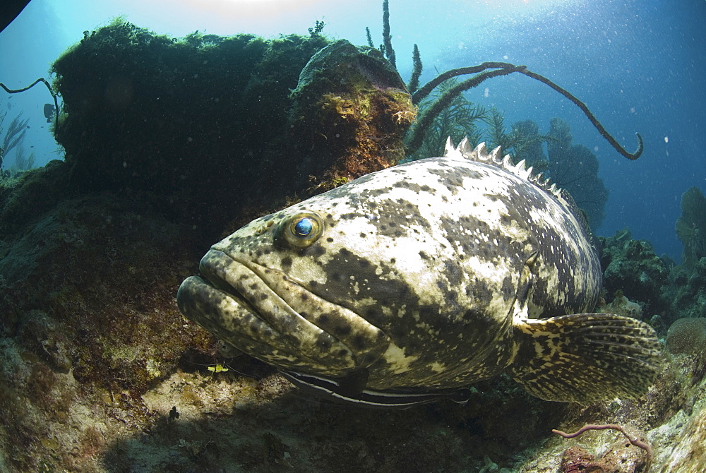 Goliath Grouper (Epinephelus itajara) large grouper turmning across camera amidst corals, Little Cayman Island, Cayman Islands, Caribbean