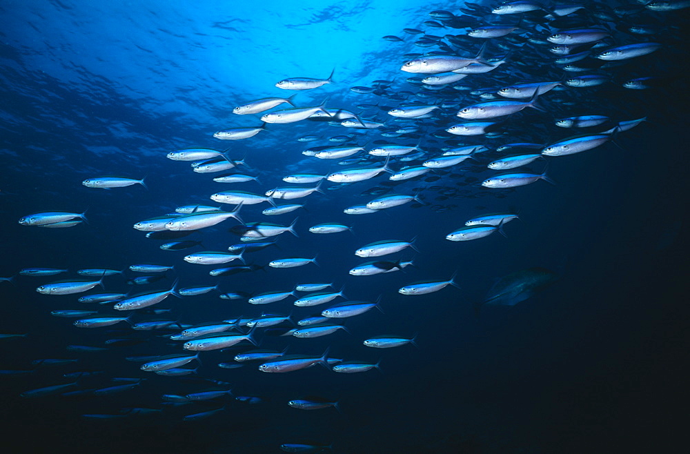 Fusiliers (Caesio striatus), large school of fish, Bonaire, Netherlands Antilles, Caribbean