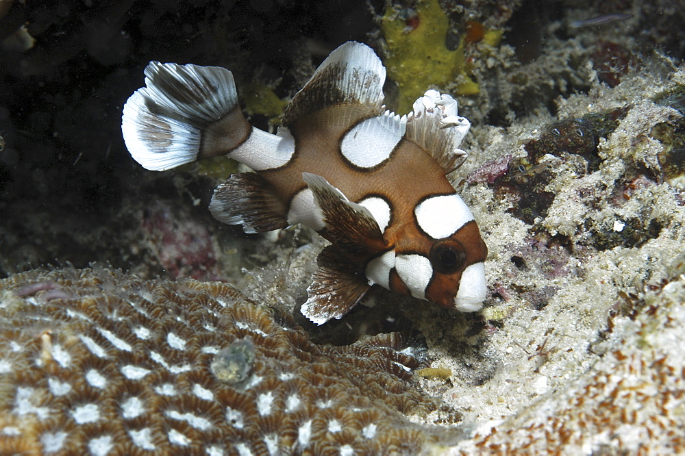 Juvenile Sweetlips (Plectorhynchus gaterinus), juvenile with very distinctive brown and white markings to body, Mabul, Borneo, Malaysia, South China Sea